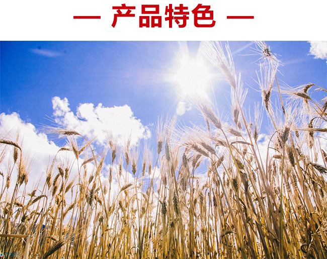 青稞啤酒罐裝5度330ml