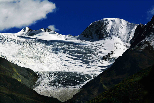 青稞啤酒罐裝5度330ml