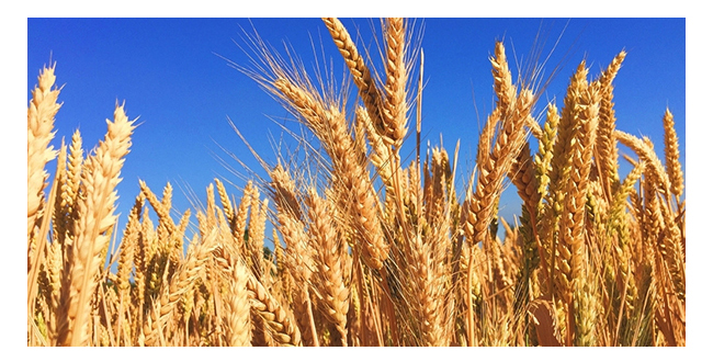 魏井窖酒G3濃香型500mL42度~50度