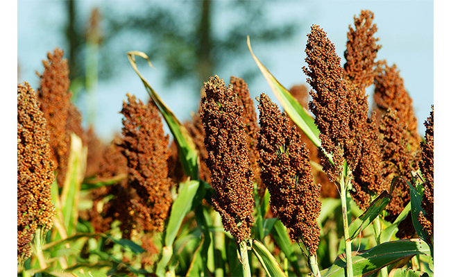 魏井窖酒G6濃香型500mL42度~50度