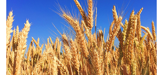 魏井窖酒G6濃香型500mL42度~50度