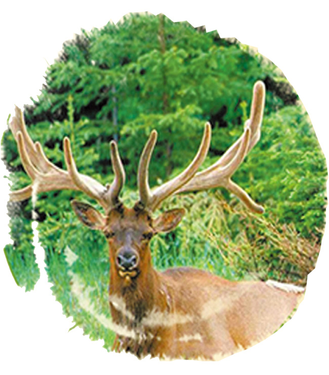 勃元養(yǎng)生酒32度500mlX2