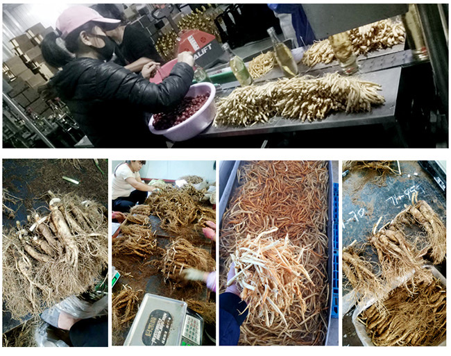 白山貢長白山人參酒紅標(biāo)42°52°500ml