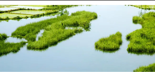 雙溝雙柔酒金典