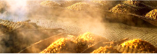 全麥芽精釀原漿