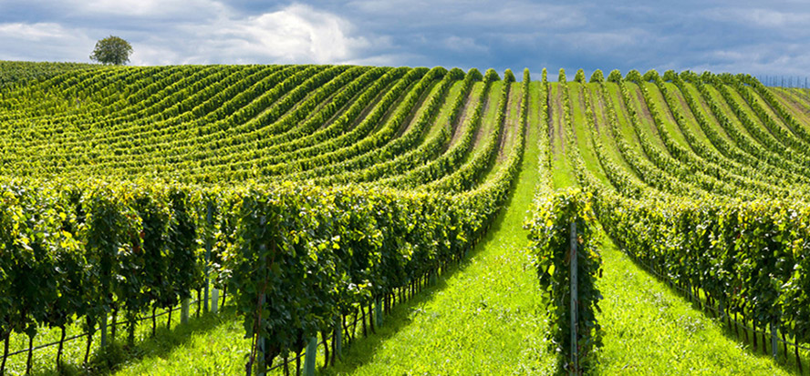     ϺHQ(mo)޹˾a(chn)Ʒ