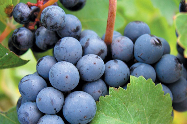 品品:柏韻赫霞珠干紅葡萄酒